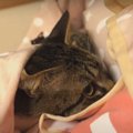 ふわふわあったか♡抱っこ用エプロンにすっぽりハマる猫ちゃん