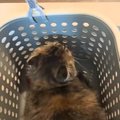 『何が面白いんだろう…』洗濯カゴの中に入るネコ→思わず笑っちゃう遊びの…
