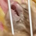『あけてー』と訴えるように『全力でアピールする子猫』→すぐ横を見ると……