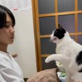 『勉強中のお兄ちゃんvs遊びたい猫』の攻防戦…必死の"構ってアピール…