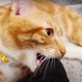 足を相手に虎化！猫ちゃんから猫ちゃんへ受け継がれたこととは？