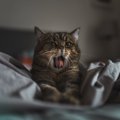 『あなたが寝ている間』に猫がしていること4つ　どんな過ごし方をしている…