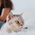 猫が『飼い主の隣』に座っている時の気持ち6つ　隣に来てもらう為には…