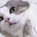 ネコに『コンビニ行ってきていい？』と聞いた結果…「出かけられないｗ…