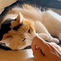 布団の上でくつろぐ三毛猫→近づいてみたら、次の瞬間…悶絶必至の『あ…
