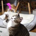 新しいおもちゃに大興奮！我を忘れて遊びまくる猫ちゃん