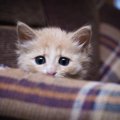 愛猫が飼い主に懐いてくれない理由４つ