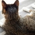 猫が飼い主に『後ろ姿』を見せるのはなぜ？５つの意味