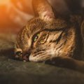 愛猫を失った悲しみから立ち直るための方法５つ