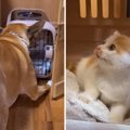 保護した子猫が先住犬と初めて対面したら　お互いに警戒するも…『超可…