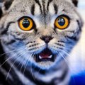 あの変顔には名前があった！猫が『フレーメン反応』を起こす理由５つ