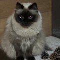 『猫がいない』と思って必死に探していたら…予想外すぎる『見事な擬態…