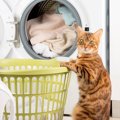 昼寝中の子猫に気づかず洗濯機がスタート　重症ながら、奇跡的に一命…