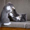 猫がケンカ中に『お腹を見せる』意味とは　実は負けを認めているわけでは…