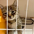 『倒れていた子猫』を保護→１週間後、元気になったので先住猫に会わせ…