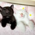 遊び疲れた子猫たちを『寝かしつけてみた』結果…とんでもなく可愛い&q…