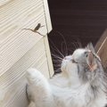 猫が庭に来たカエルをいじめていたら…完全に想定外の『カエルの逆襲』…