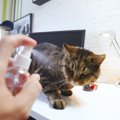 猫のしつけに『霧吹き』を使うメリット3つ　正しい使い方から気を付けたい…