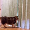 お部屋のカーテンを変えて模様替え！猫の反応は？