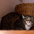負けました…猫が『降参』したときに見せる態度4選　触っていい？見守…