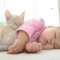 猫飼いのママさん必見！『猫と赤ちゃんの同居』を成功させる4つのポイ…