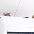 猫を『乗ってほしくない・入ってほしくない場所』から遠ざけるための3…