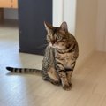 猫に信頼してもらう方法５つ