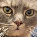 ソファでくつろいでいた猫→パパが寝室に向かうと、すぐさま後を追って…可…