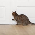 要注意！猫が脱走しやすい時と場所５つ