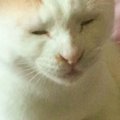 猫が自分の『お尻のニオイ』を嗅いだ結果……何とも言えない『表情』が…