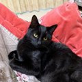 黒猫さんにセカンドハウスの事を聞いてみた！｜LAYLAのペットリーディ…