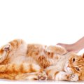 猫も『くすぐったい』ことがある？猫がくすぐったがる場所やそのときの反…