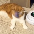 猫が自動のおもちゃで遊んでいるかと思ったら…まさかすぎる『使用方法…