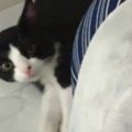 『確実に寝不足の原因ｗ』ベッドで寝ていると、『子猫たち』が集まってき…