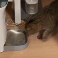 自動給餌器の前にやってきた猫→次の瞬間……思わず爆笑の『まさかの光景』が…