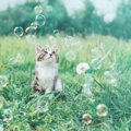 猫が『亡くなった時に絶対しちゃダメ』なこと3つ！正しい葬いの方法と…