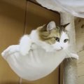 ナイスパス♪猫ちゃんと一緒にキャッチボール？