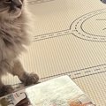 動物が載っているタッチ図鑑で『遊んでいた男の子』→目の前に『猫』が…