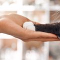 【獣医師監修】キンカローがかかりやすい病気｜症状や予防・早期発見のポ…