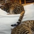 『早く行きなさい！』しっぽで催促する猫ちゃん