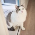 愛猫の名前を呼んだらどう反応する？パターン別に読み解く心理5つ