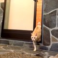 お風呂に入っていたら、ネコが扉の向こうに見えて…次の瞬間見せた『まるで…