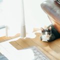 猫が家族にみせる『遠慮や気遣い』のような行動5選　考えられる心理や接し…