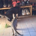 困った子猫を助けた姉猫の行動……優しさ溢れる光景にほっこりする人続…