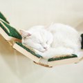 猫と暮らすためのリフォーム方法を紹介。チェックポイントや値段と実…