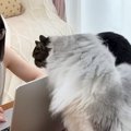 リビングで作業をしていると、猫が集まってきて…可愛すぎる『かまってアピ…