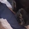 2歳の女の子の隣にやってきた黒猫→やさしく撫でられると…ほっこりする…