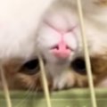 ハンモックでくつろぐ猫→『独特な体勢』で……「ナマケモノ見たのかなｗ」「…