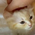 偶然とは思えない、運命？子猫ちゃんが新しく家族に…！「元気にすくす…