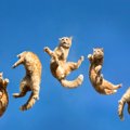 猫に見られる『フライングキャットシンドローム』って何？命に関わる…